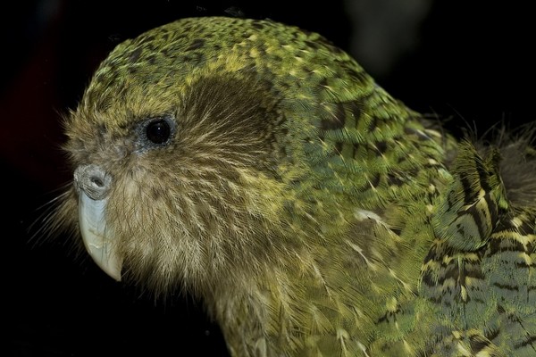 Sirocco the kakapo at Auckland Zoo